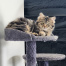 {petName}, a White, Black, Brown, Tan, Golden Tabby Cat