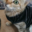 %name%, a %color% %breed% %type%