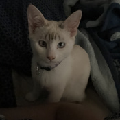 Mei Mei, a White, Cream, Yellow, Apricot, Golden, Black Domestic Shorthair Cat