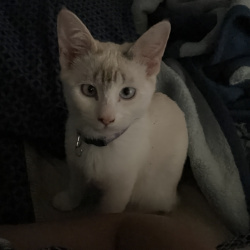 {petName}, a White, Cream, Yellow, Apricot, Golden, Black Domestic Shorthair Cat