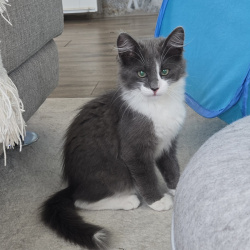 {petName}, a Grey, Light-grey Domestic long hair, siamese Cat
