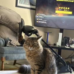 {petName}, a Brown Domestic Longhair Cat