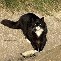 {petName}, a Black, White Maine Coon Cat