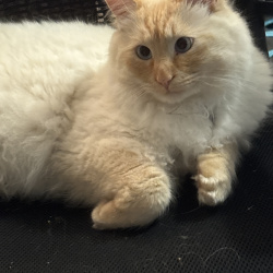 {petName}, a White, Cream, Orange Domestic Mediumhair Cat