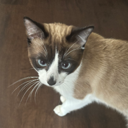 {petName}, a Cream, White, Dark-brown, Tan Snowshoe Cat